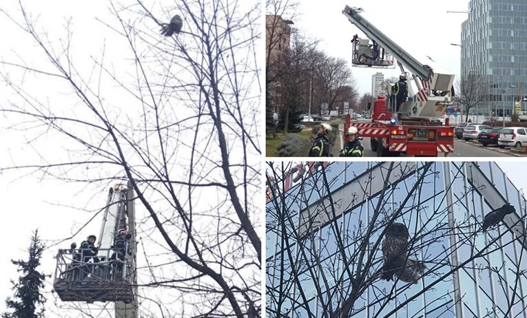 Vrane u Zagrebu napale uralsku sovu, intervenirali i vatrogasci